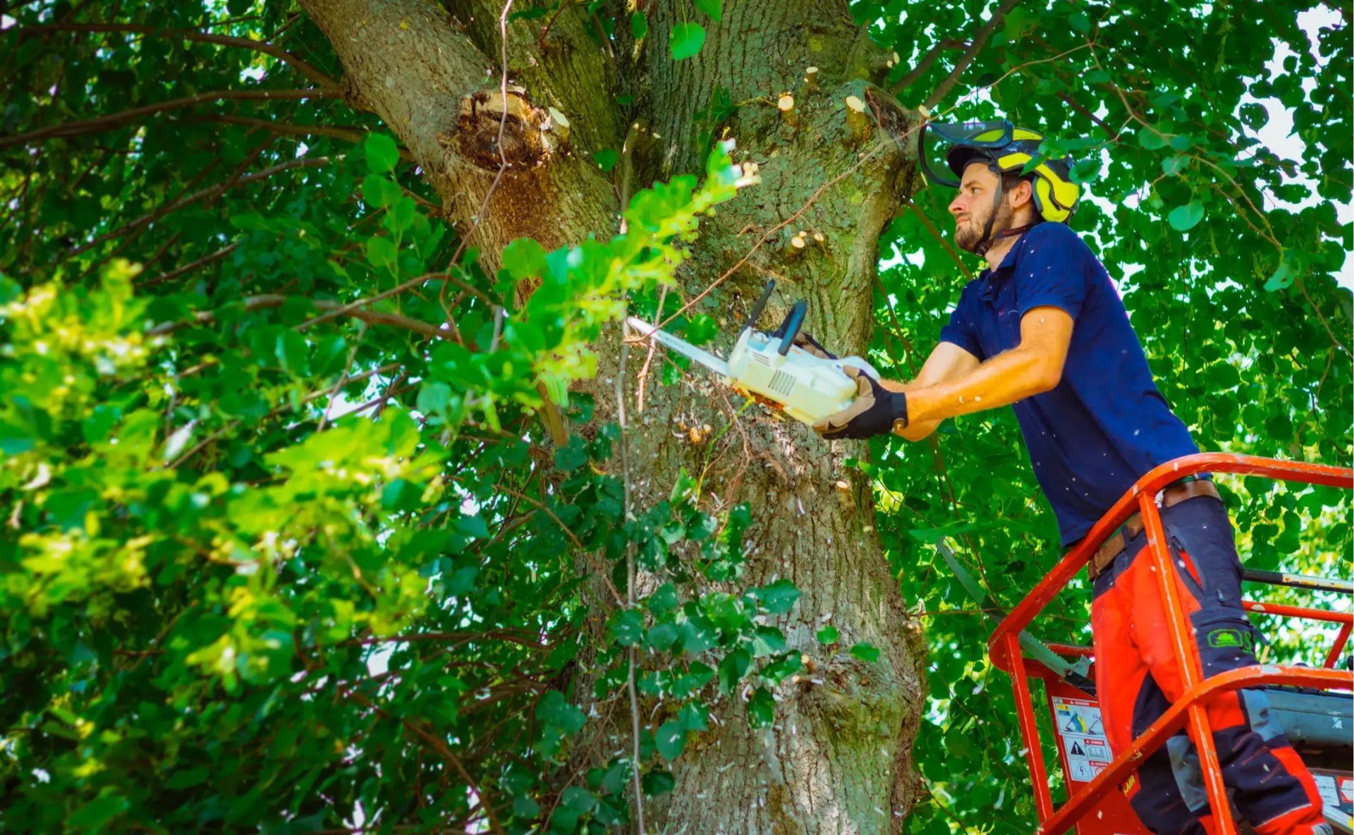 Chris Meeuwsen zaagt in een boom terwijl hij op een hoogwerker staat