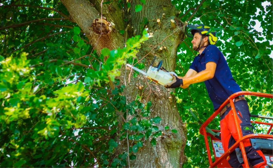 Chris Meeuwsen zaagt in een boom terwijl hij op een hoogwerker staat